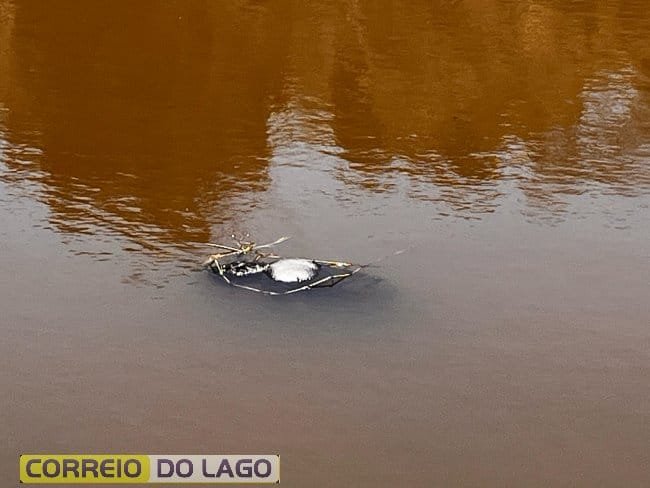 Homicídio ou afogamento: Corpo é encontrado boiando próximo da Ponte Queimada