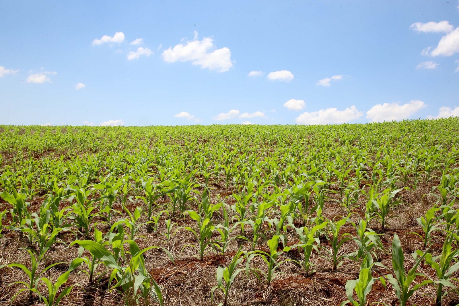 Plantação de milho. Londrina,10/10/2019 Foto:Jaelson Lucas / AEN