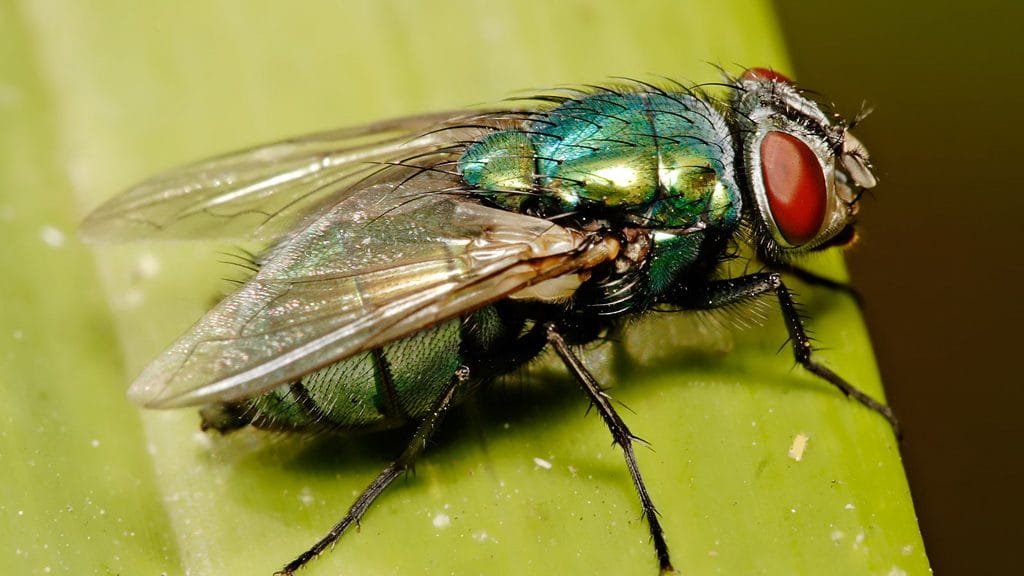 Varejeiras transmitem gripe aviária e propriedades de SH e região podem ser comprometidas