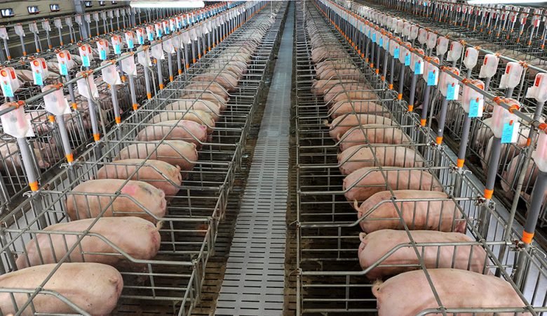 Oportunidade para suinocultores e avicultores. Cobre sua integradora, construa ou amplie!