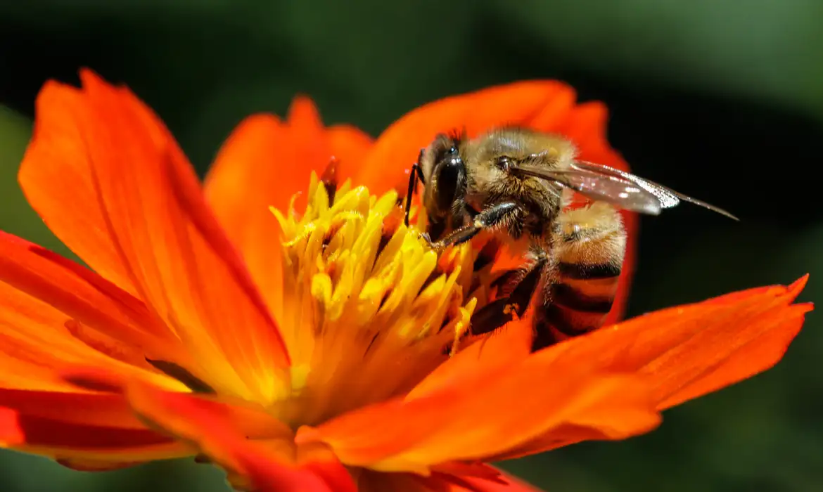 No Dia Mundial das Abelhas, apicultores de Santa Helena ganham presente!