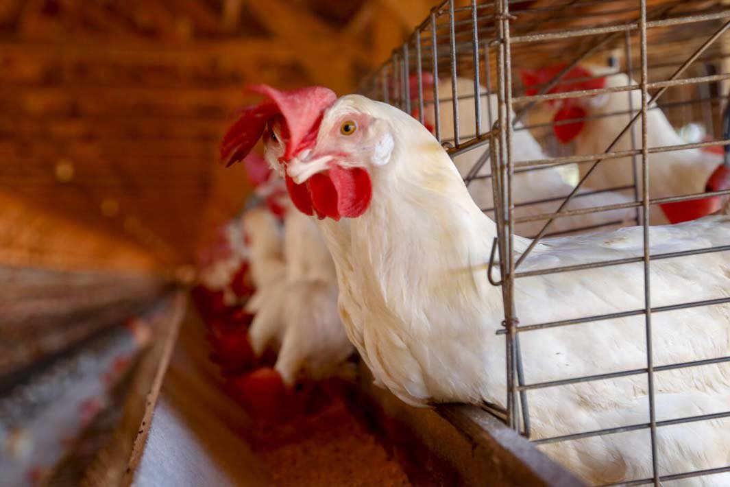 Paraná não tem casos de gripe aviária mas concentra esforços por sanidade