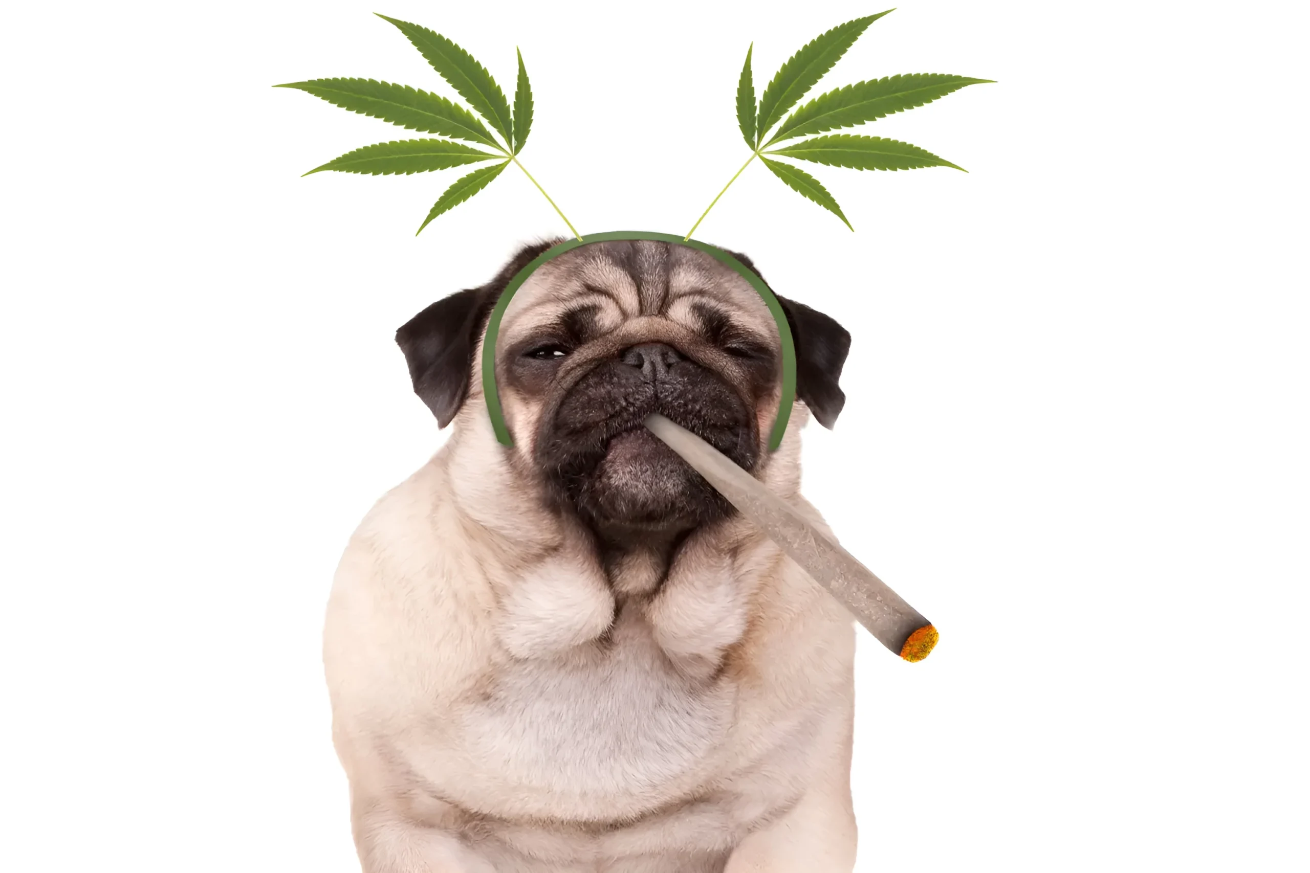 Com maconha na fórmula, Receita apreende chá, ração para cães e barras de proteína