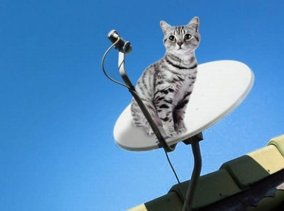 TV com gato está à venda em Missal. Jovem dono está desempregado e precisa do dinheiro