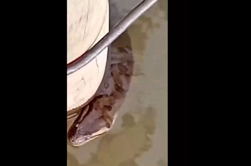 Sucuri nadando na praia de Santa Helena viraliza na internet