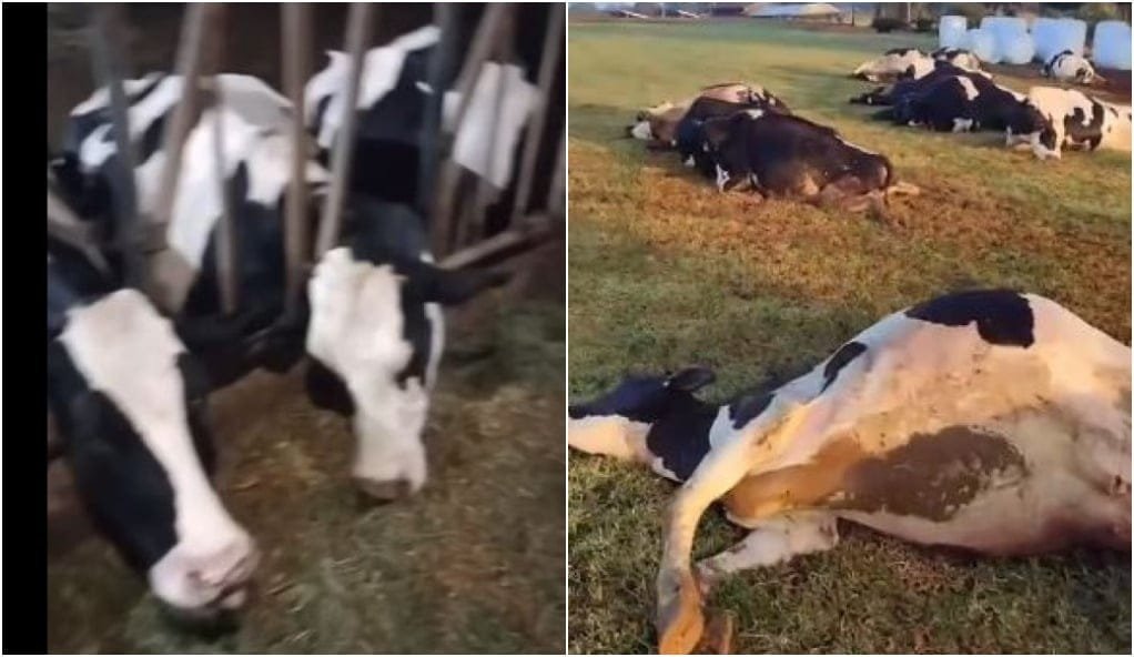 Vaquinha para repor vacas eletrocutadas no interior de Marechal Rondon (vídeo)