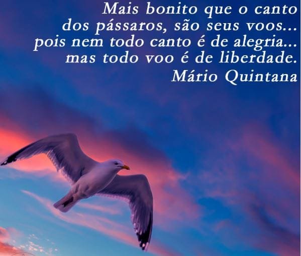 Bob, o sobrevivente