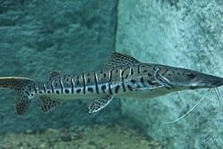 Pintado dos maiores já pescados no Lago de Itaipu saiu em Santa Helena