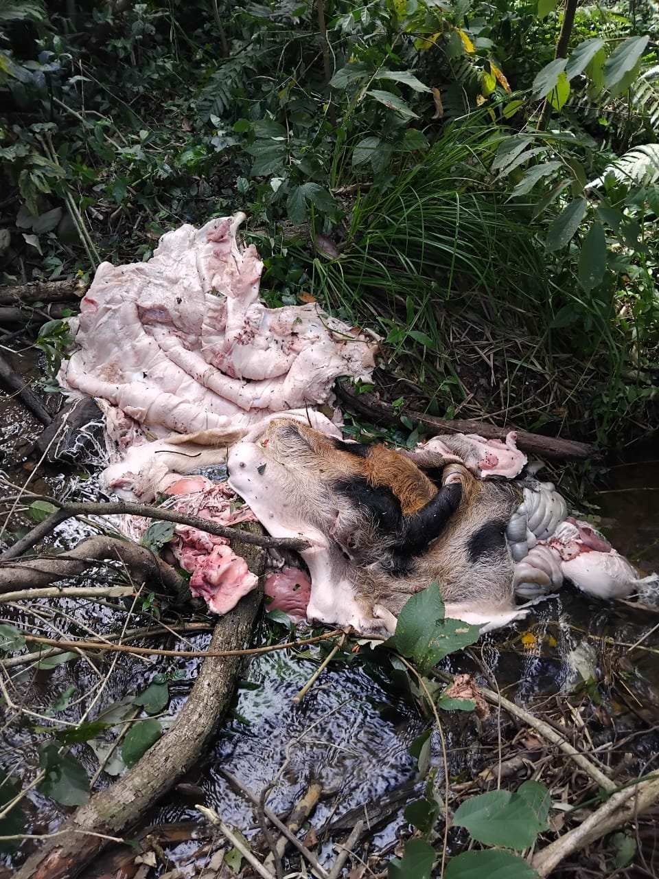 Ladrões roubaram leitoa prenha, outro porco e carnearam na mesma propriedade em Santa Helena (vídeo)