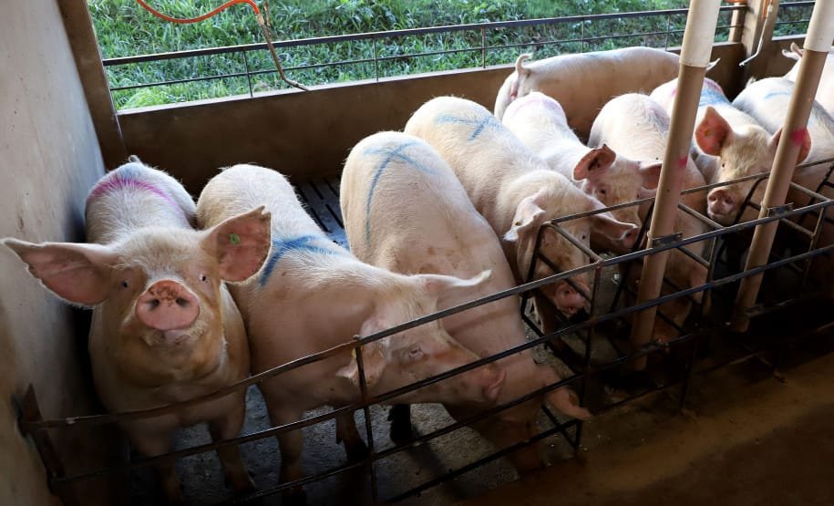 Sob o governo de Ratinho, PR alavanca produção de suínos e aves. SH no topo da produção paranaense