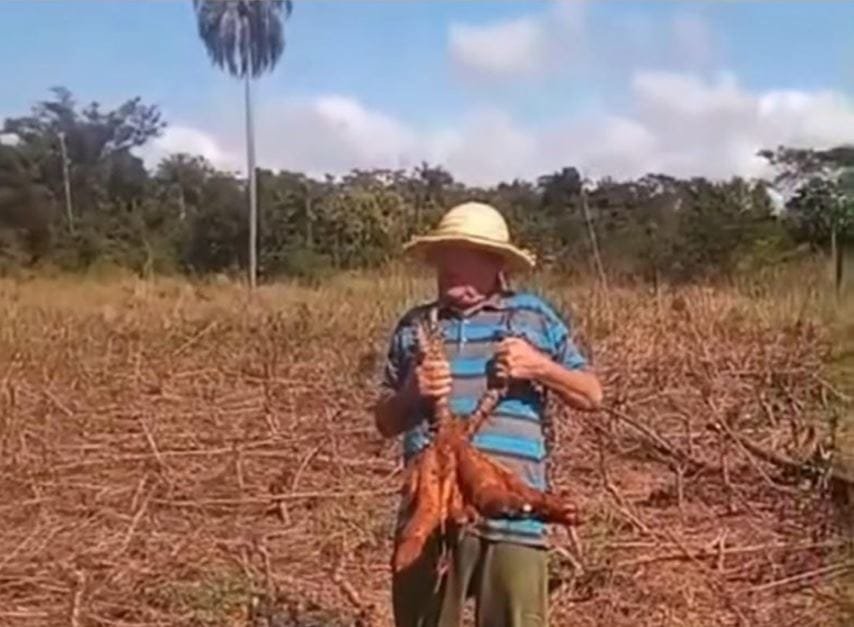 Produtores de mandioca do Paraguai se sentem abandonados pelo Estado e têm concorrência do Brasil