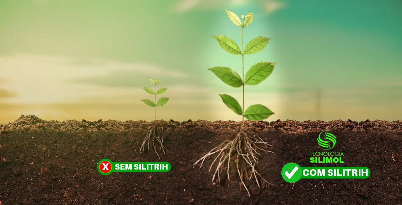 Sucesso no Brasil e no Paraguai, Silitrih Fértil se firma como principal empresa do ramo de fertilizantes minerais