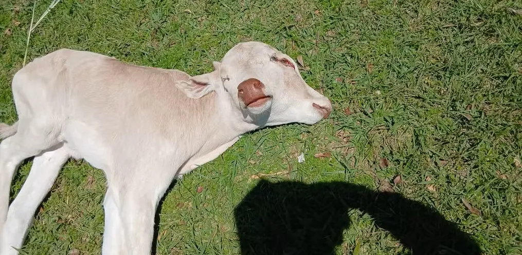 Dá dó, mas infelizmente a chance de sobrevivência era pequena…