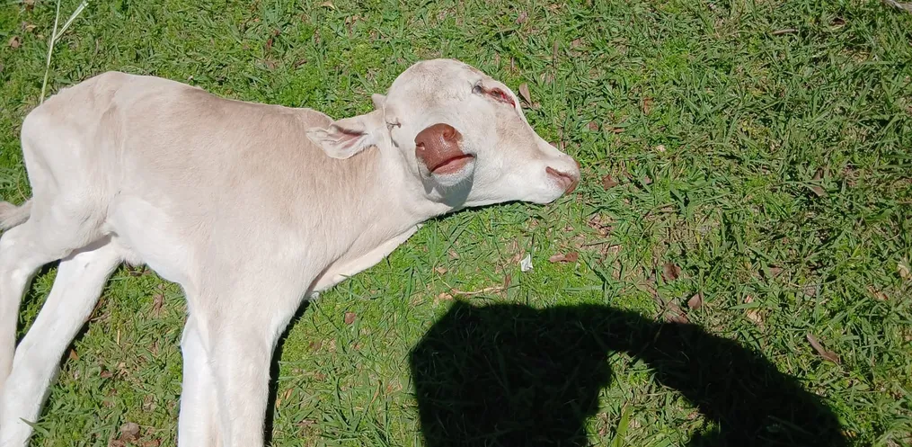 Bezerra com duas cabeças nasceu esta semana. “Virava ela pra um lado, me olhava, virava pro outro…”
