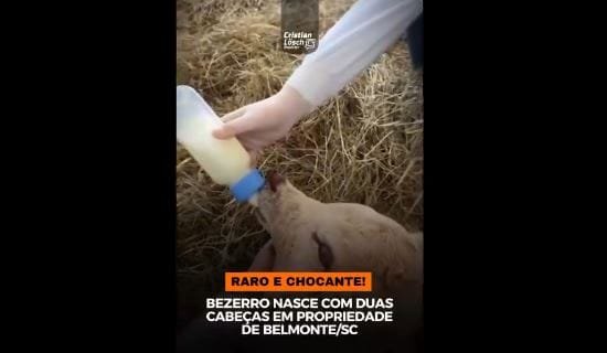 Raro e chocante: bezerro sobrevivendo com duas cabeças veja o que diz universidade