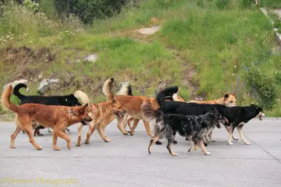 Controle populacional de cães e gatos tem prazo de cadastro até hoje para Castramóvel em SH