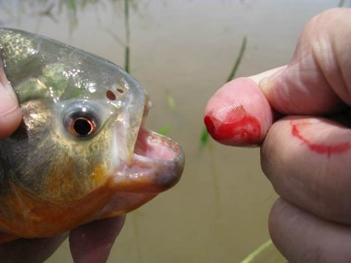 Piranhas: Praia Nova de Santa Helena é interditada preventivamente