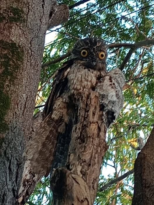 Urutau com dois filhotes apaixona internautas na região