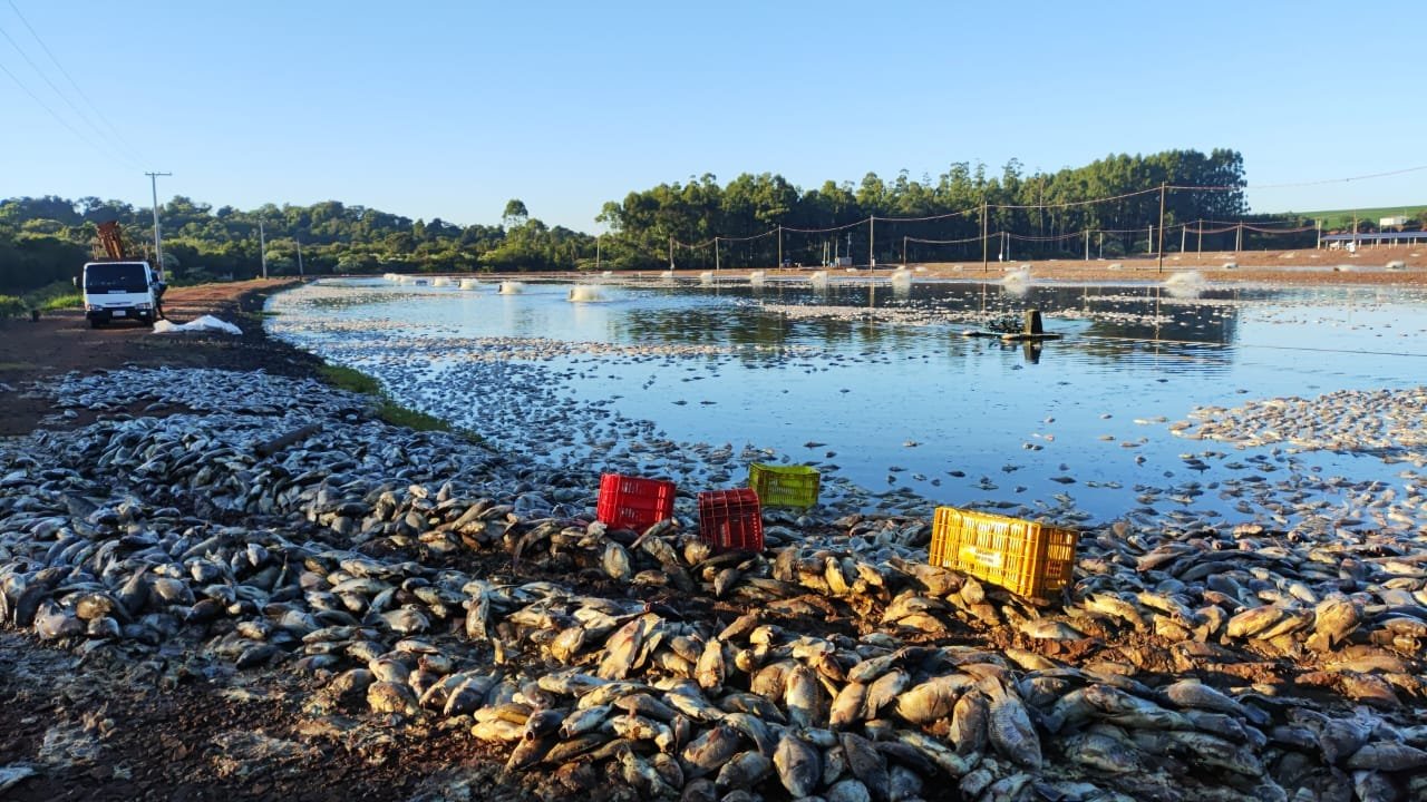 Que barbaridade, assim não tem jeito Copel!!! Se foi quase um milhão de toneladas de peixe