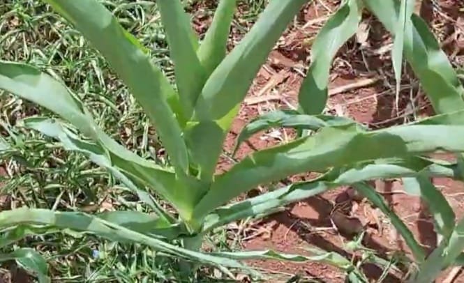 Perdas já podem chegar a 30% no milho segunda safra em Santa Helena e região. Veja avaliação de profissionais e empresas do setor