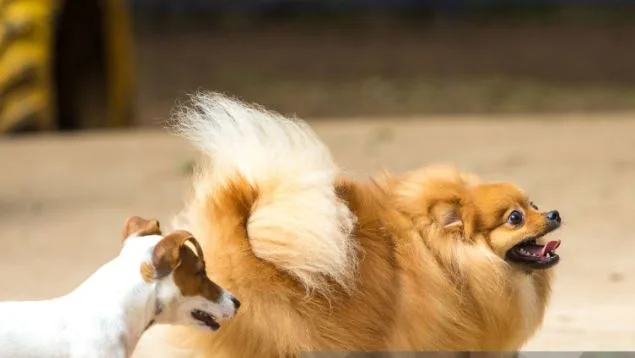 Cães chiques, cachorros humildes, cadelinhas dóceis ou bravas… e gatos! Todos podem ser castrados de graça em SH. Saiba como