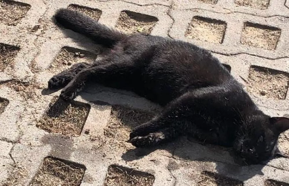 Pets sem limites, conflitos sem fim