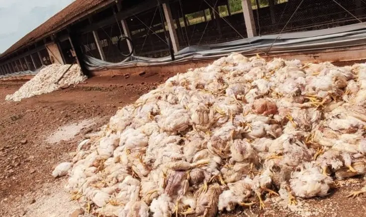 Interior de Santa Helena volta a padecer por ineficiência da Copel