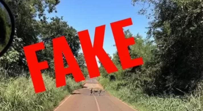 Onça fake no interior de Marechal Rondon. Próprio autor da foto confirmou a brincadeira