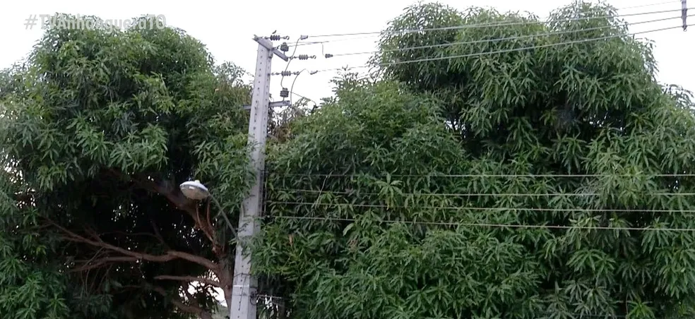 Consternação: Homem morre de choque elétrico ao podar árvore no interior de Missal