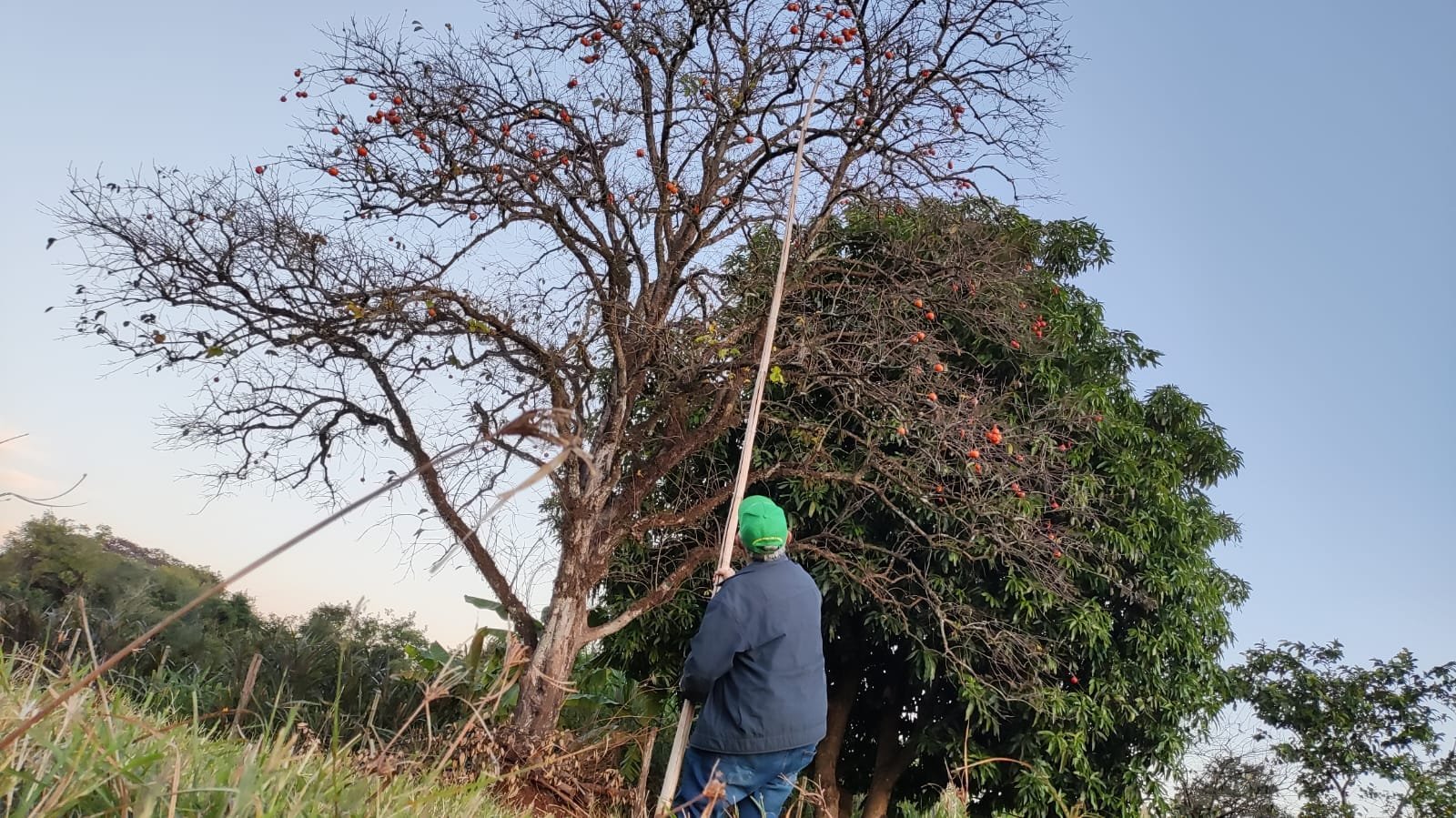 O pé de caqui, 58 anos depois! Dando frutos com a família de Deonir Paludo desde 1968