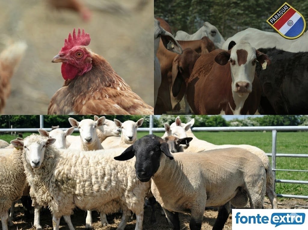Emirados Árabes Unidos autorizam a entrada de carne de frango paraguaia. Singapura importa ovelha e México deve abrir mercado bovino