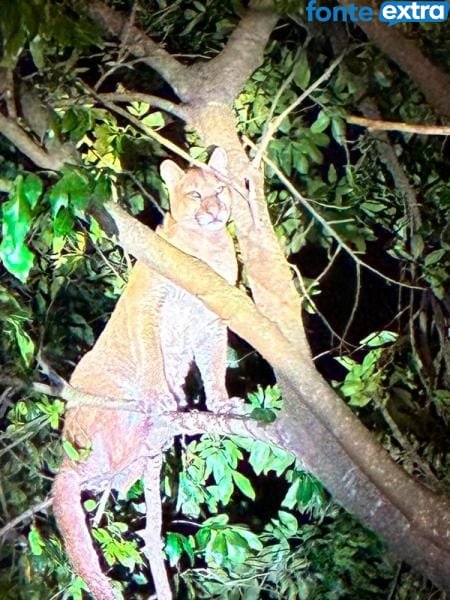 Mais onça… (vídeo) Felino é fotografado em árvore em prainha do Lago de Itaipu