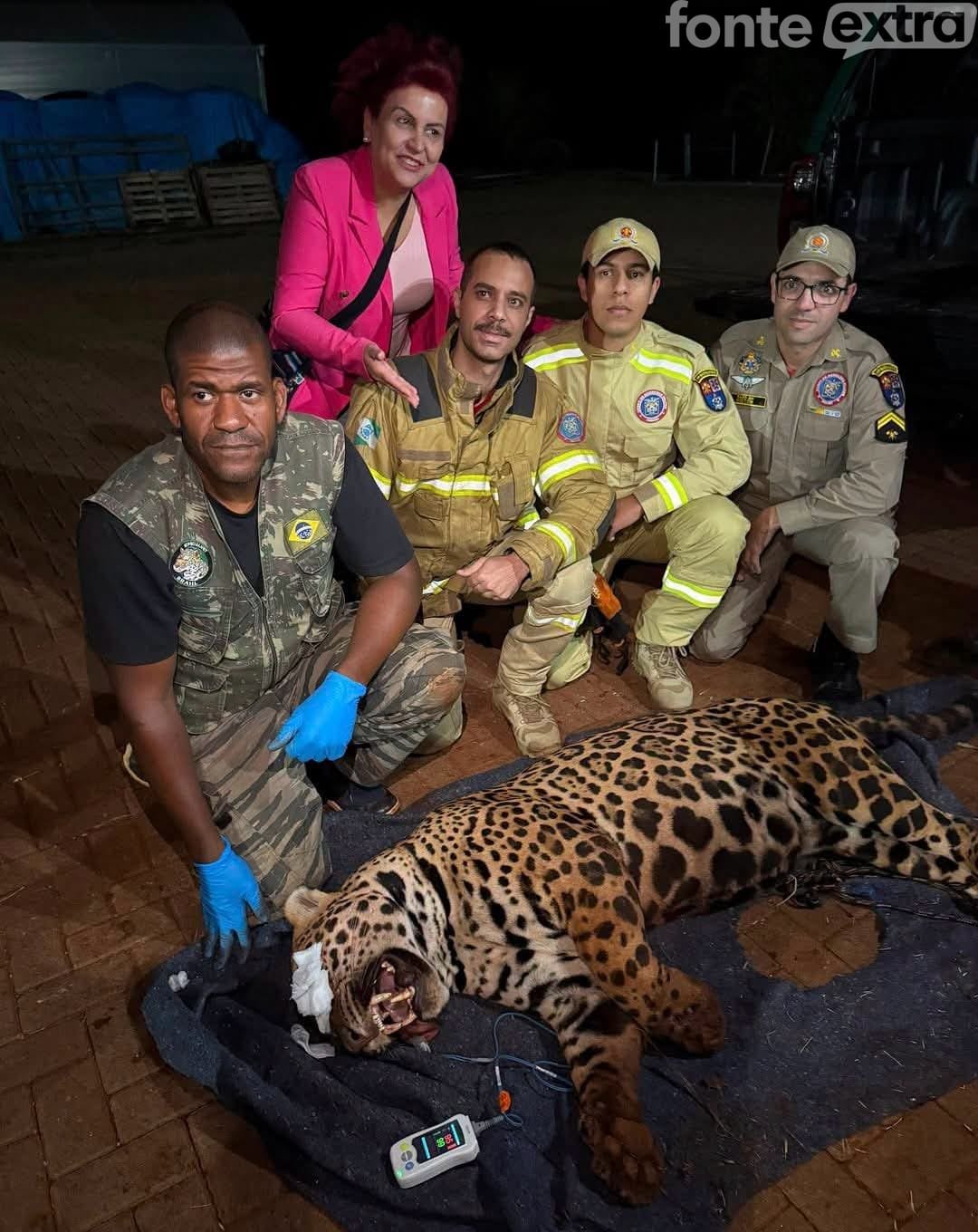 Depois de Santa Helena, mais uma onça capturada no PR