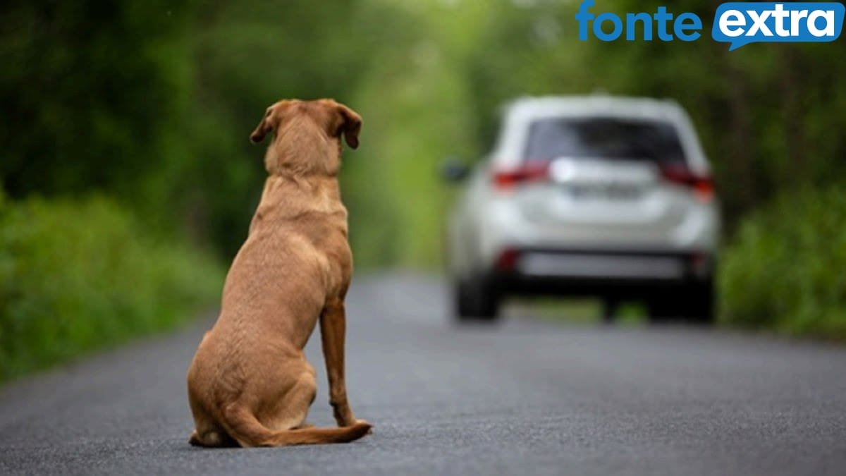 Câmara aprova suspensão da CNH para quem abandonar animais na rua