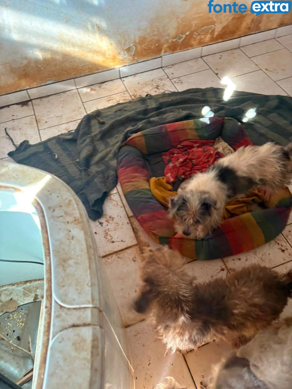 (Vídeo) 12 cães são resgatados de casa com maus-tratos em Marechal Rondon