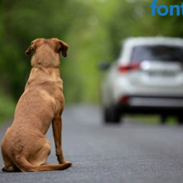 Câmara aprova suspensão da CNH para quem abandonar animais na rua