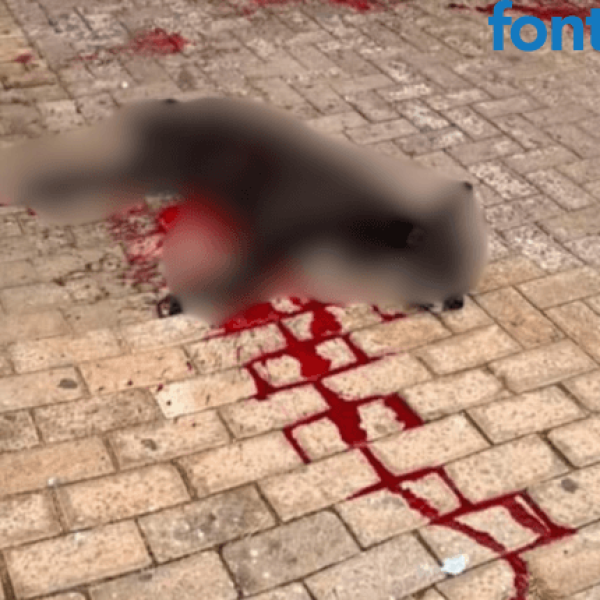 PM que atirou em cachorro não será indiciado (vídeo)