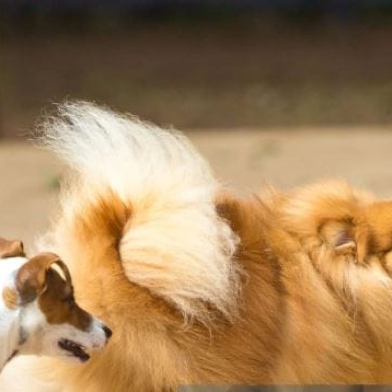 Cães chiques, cachorros humildes, cadelinhas dóceis ou bravas… e gatos! Todos podem ser castrados de graça em SH. Saiba como