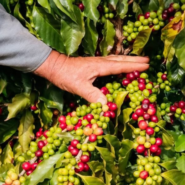 Café da Serra de Apucarana tem procedência oficial certificada pelo Paraná
