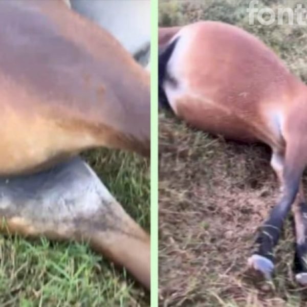 Raio mata égua de R$ 130 mil e temporal causa série de prejuízos a produtores de Terra Roxa