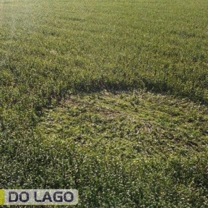 Mistério no Milharal: “Agroglifo” de 20 metros intriga moradores no interior de Santa Helena