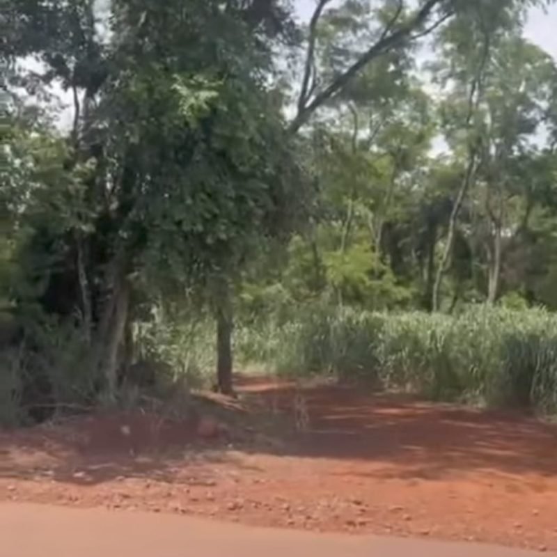 (Imagem: Pedro/Correio do Lago)