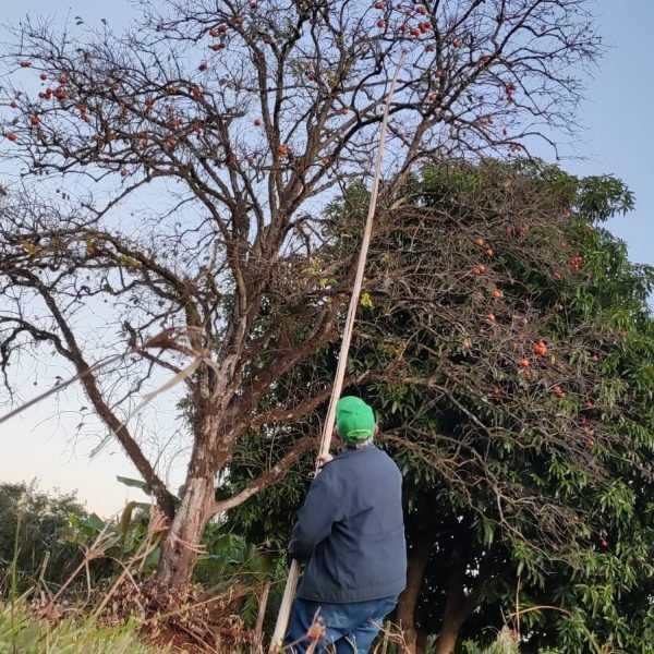 O pé de caqui, 58 anos depois! Dando frutos com a família de Deonir Paludo desde 1968