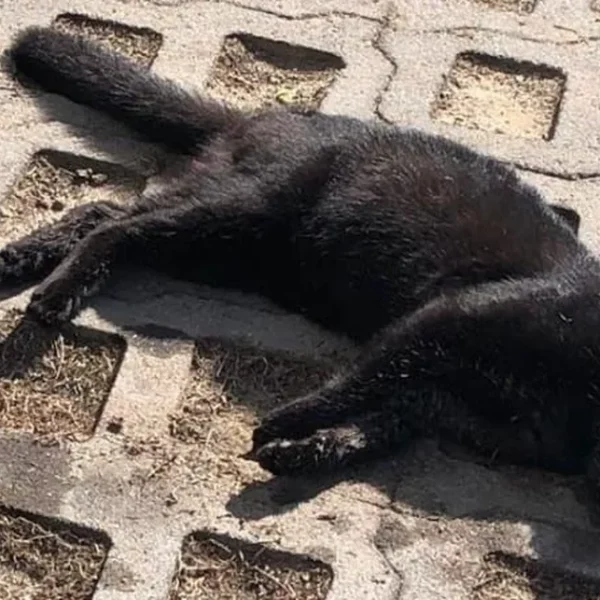 Pets sem limites, conflitos sem fim