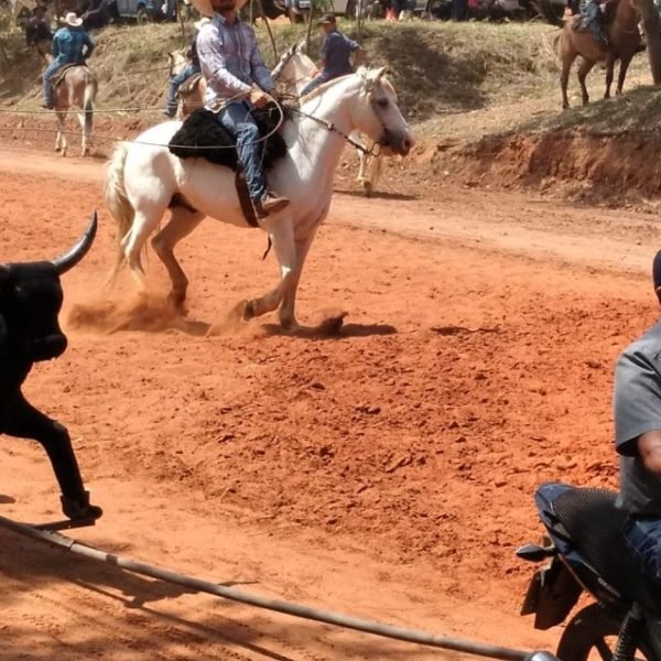 Já laçou “vaca” puxada por moto? Curioso evento vai acontecer na região…
