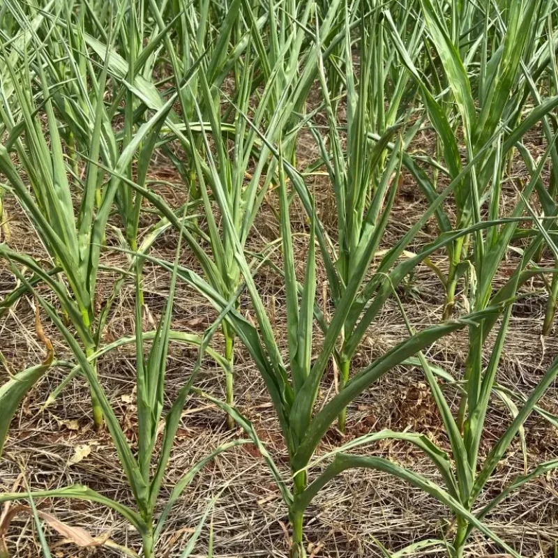 Decreto de situação de emergência permite agricultores prorrogação de dívidas em SH (Entrevista)