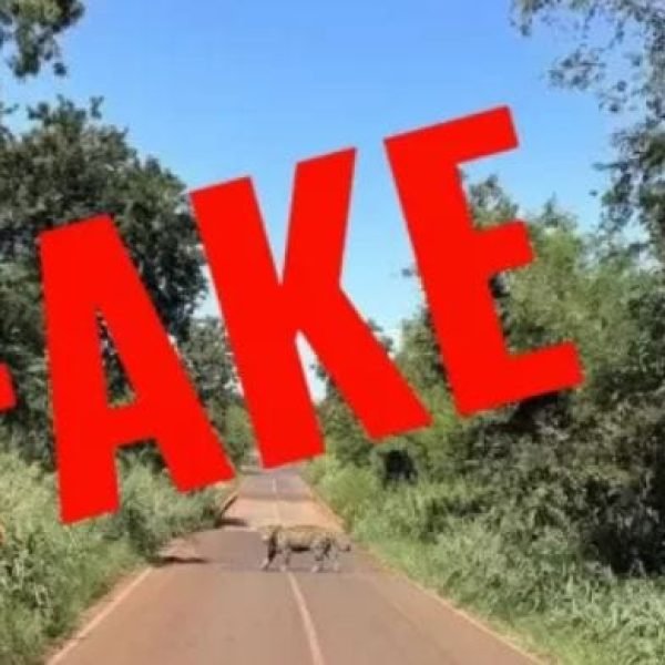 Onça fake no interior de Marechal Rondon. Próprio autor da foto confirmou a brincadeira