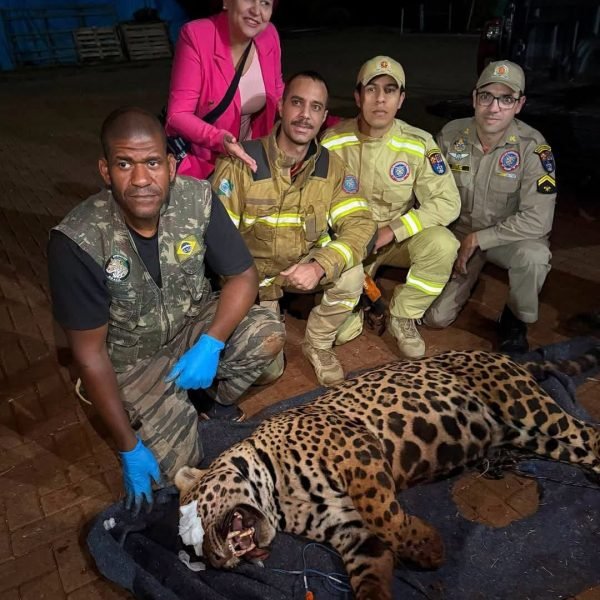 Depois de Santa Helena, mais uma onça capturada no PR