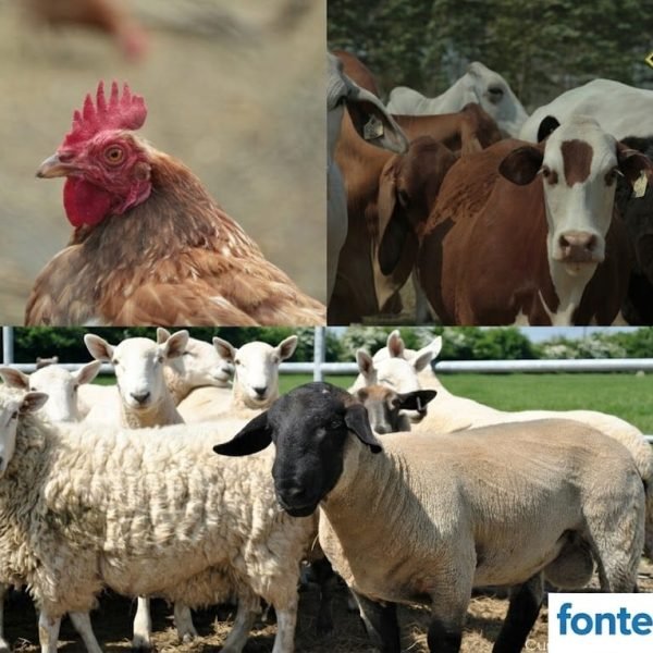 Emirados Árabes Unidos autorizam a entrada de carne de frango paraguaia. Singapura importa ovelha e México deve abrir mercado bovino