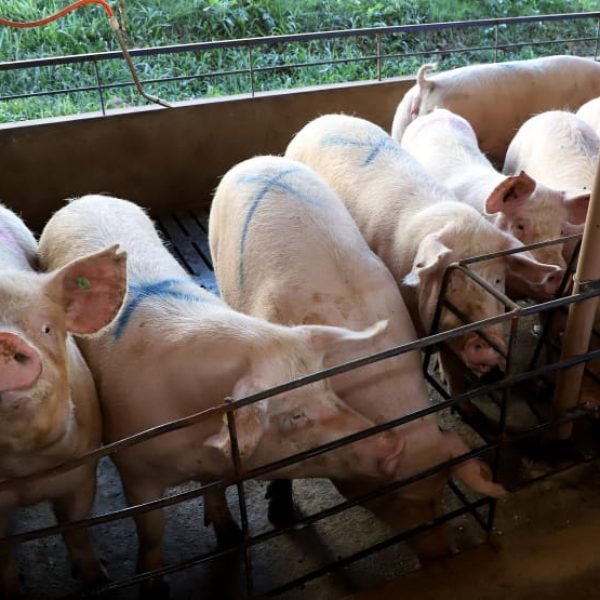 Sob o governo de Ratinho, PR alavanca produção de suínos e aves. SH no topo da produção paranaense